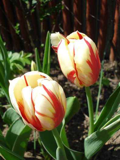 Tulipa Happy Generation (2010, April 26) - Tulipa Happy Generation