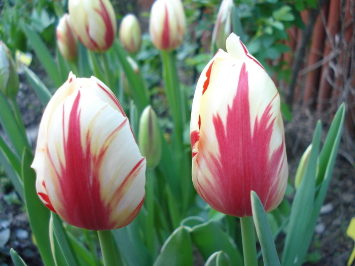 Tulipa Happy Generation (2010, April 27) - Tulipa Happy Generation