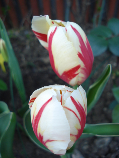 Tulipa Happy Generation (2010, April 27)