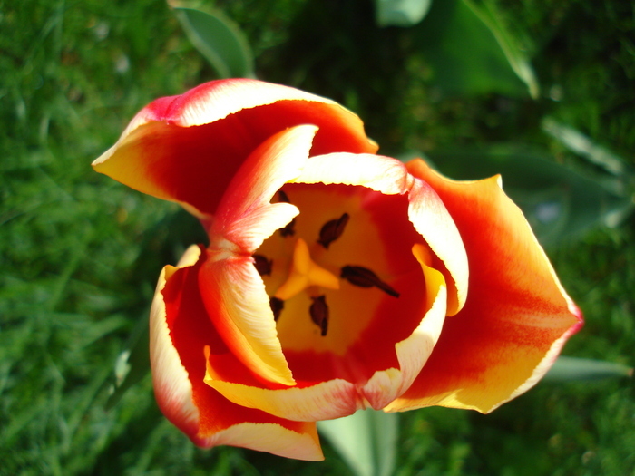 Tulipa Leen van der Mark (2010, April 16)