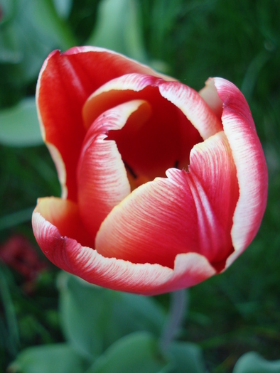 Tulipa Leen van der Mark (2010, April 18)