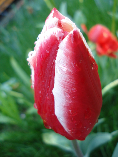 Tulipa Leen van der Mark (2010, April 21)