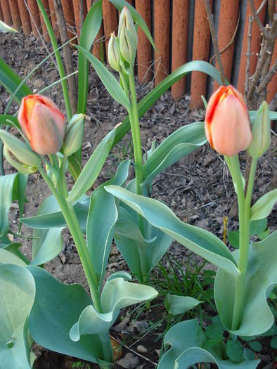 Tulipa Orange Bouquet (2009, April 23)
