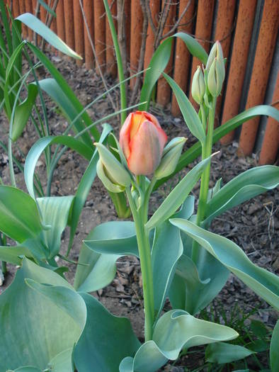 Tulipa Orange Bouquet (2009, April 23)