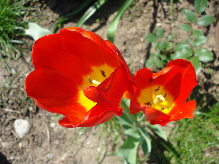 Tulipa Orange Bouquet (2009, May 01)