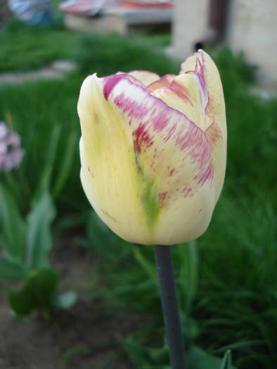 Tulipa Shirley (2009, April 18)