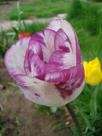 Tulipa Shirley (2009, April 21)