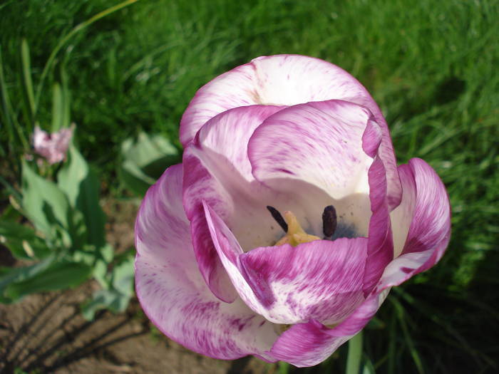 Tulipa Shirley (2009, April 22)