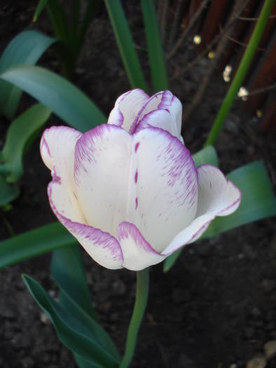 Tulipa Shirley (2009, April 23)