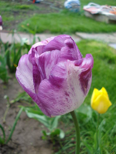 Tulipa Shirley (2009, April 26)