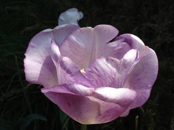 Tulipa Shirley (2009, May 01)