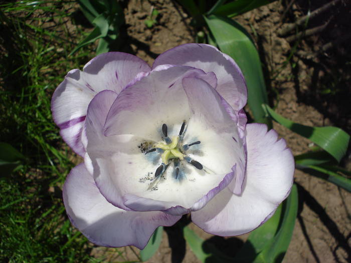 Tulipa Shirley (2009, May 01)