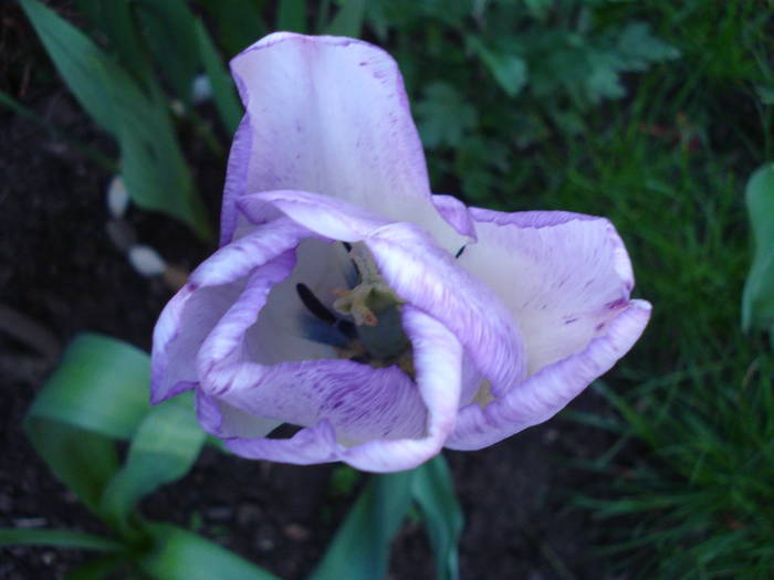 Tulipa Shirley (2009, May 03)