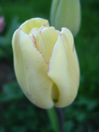 Tulipa Shirley (2010, April 18)