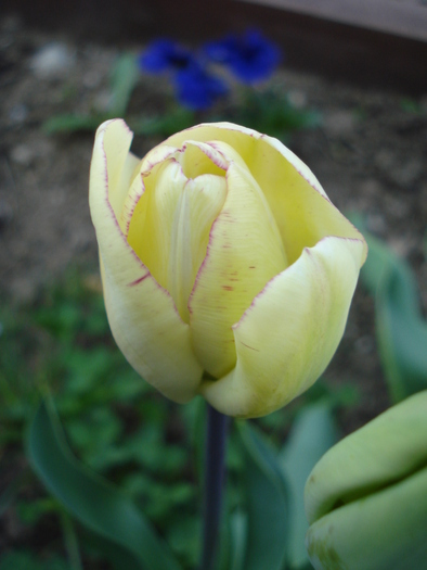 Tulipa Shirley (2010, April 18)