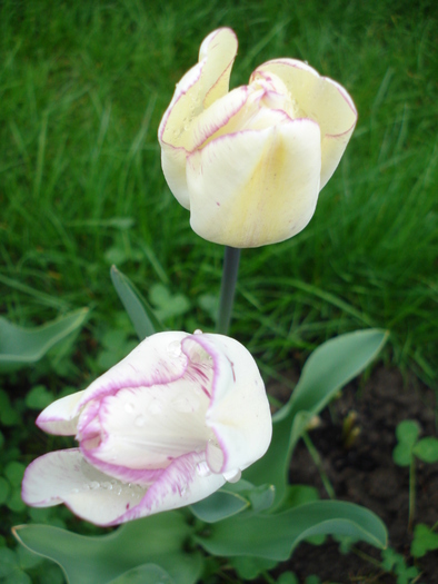 Tulipa Shirley (2010, April 20)