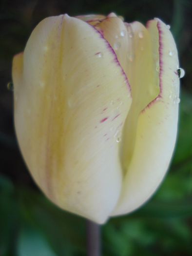 Tulipa Shirley (2010, April 21)