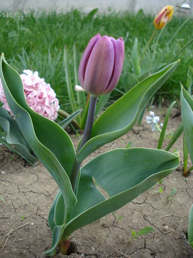 Tulipa Violet Purple (2009, April 10)