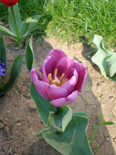 Tulipa Violet Purple (2009, April 10)