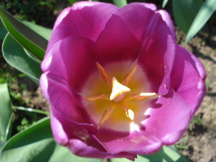 Tulipa Violet Purple (2010, April 18)