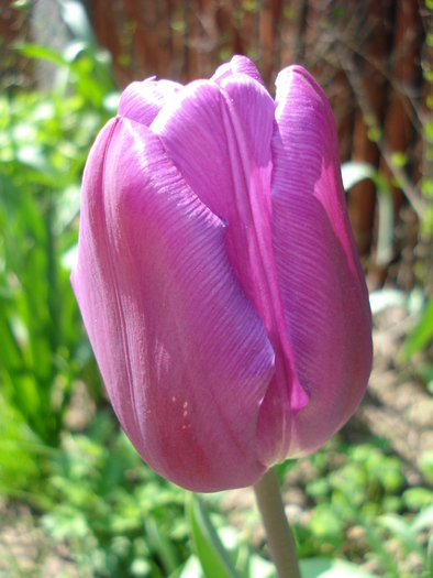 Tulipa triumph Violet Purple, 26apr10