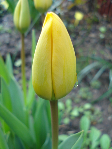 Tulipa Blushing Apeldoorn (2010, Apr.21)