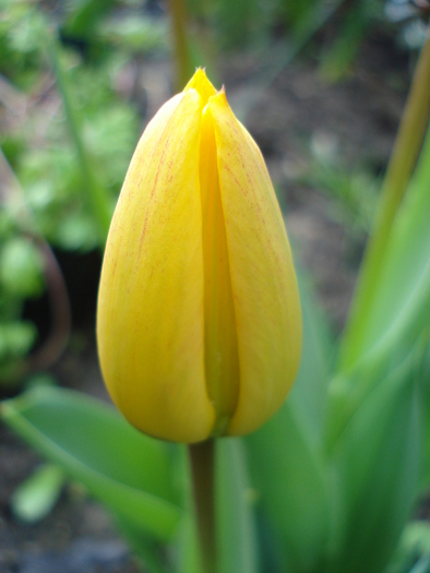 Tulipa Blushing Apeldoorn (2010, Apr.21)
