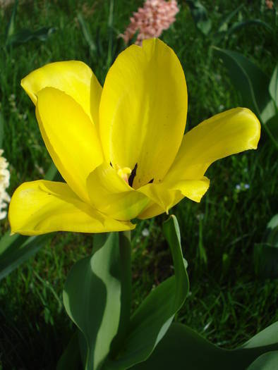 Tulipa Golden Apeldoorn (2009, April 06)