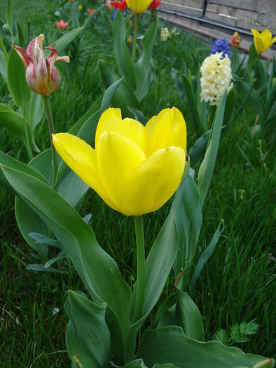 Tulipa Golden Apeldoorn (2009, April 06)