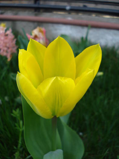 Tulipa Golden Apeldoorn (2009, April 07)