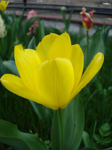 Tulipa Golden Apeldoorn (2009, April 07)