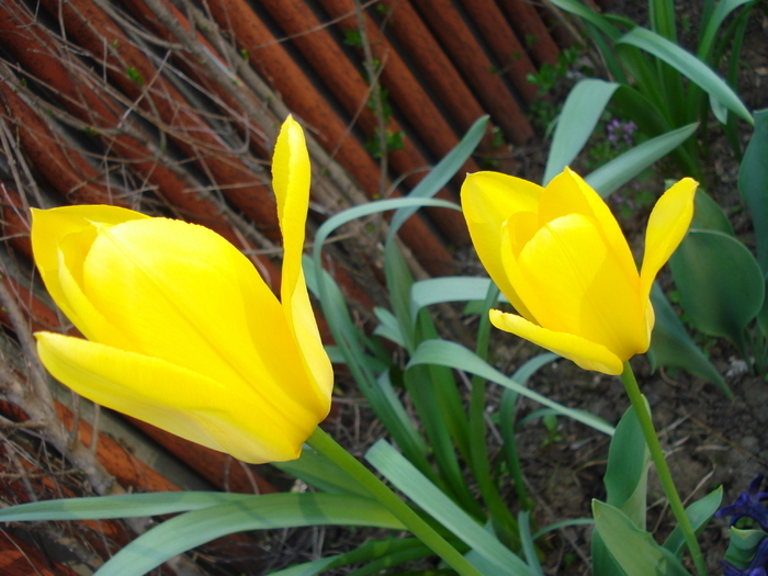 Tulipa Golden Apeldoorn (2010, April 18)