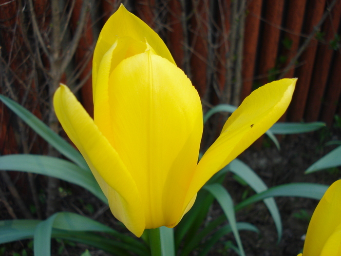Tulipa Golden Apeldoorn (2010, April 18)