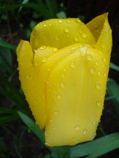Tulipa Golden Apeldoorn (2010, April 20)