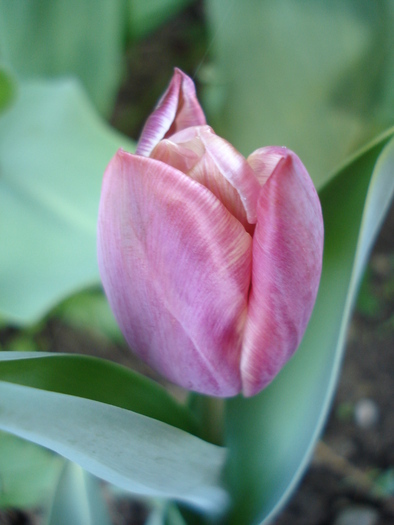 Tulipa Atlantis (2010, April 28)