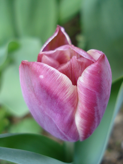 Tulipa Atlantis (2010, April 29)