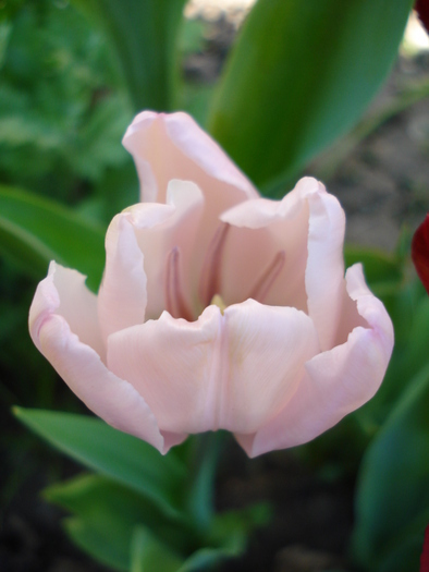 Tulipa Pink Diamond (2010, May 01)