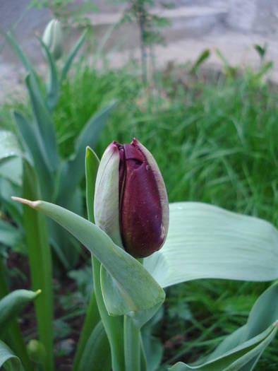 Tulipa Queen of Night (2009, April 19)