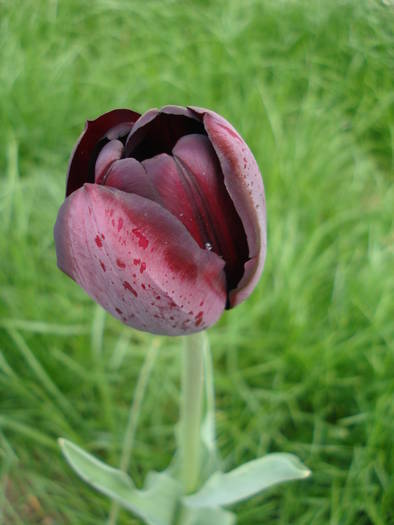 Tulipa Queen of Night (2009, April 21)