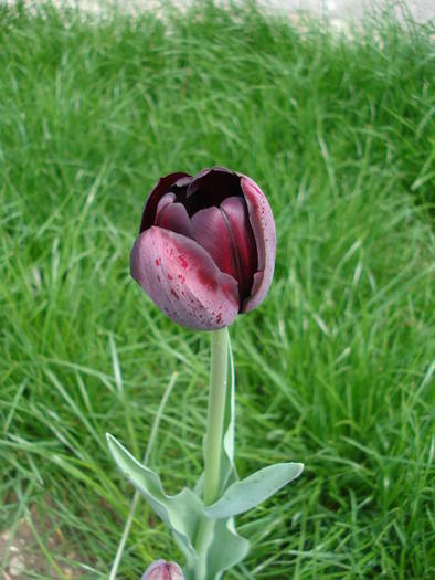 Tulipa Queen of Night (2009, April 21)