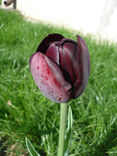 Tulipa Queen of Night (2009, April 22)