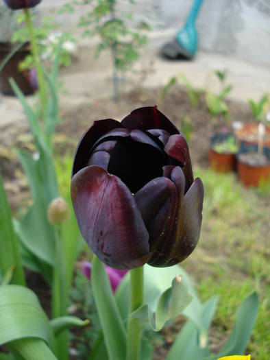 Tulipa Queen of Night (2009, April 26)