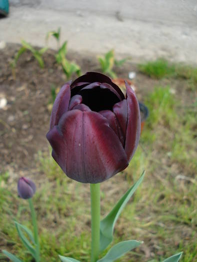 Tulipa Queen of Night (2009, April 26)