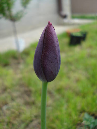 Tulipa Queen of Night (2009, April 26)