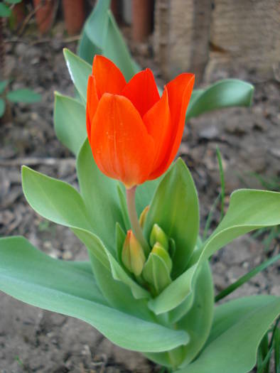 Tulipa Praestans Fusilier (2009, April 09)