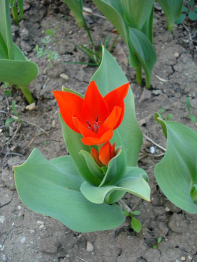 Tulipa Praestans Fusilier (2009, April 10) - Tulipa Praestans Fusilier