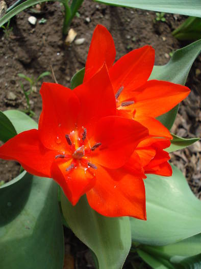 Tulipa Praestans Fusilier (2009, April 15)