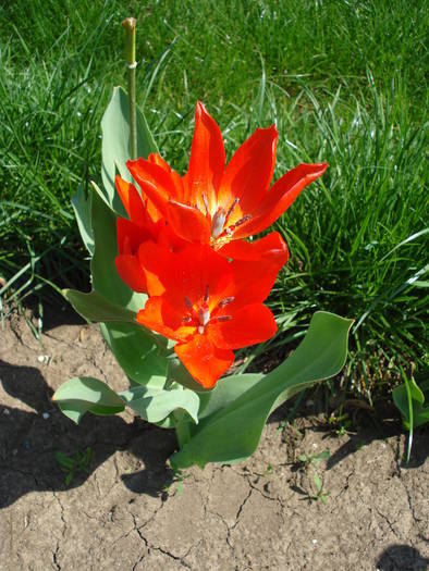 Tulipa Praestans Fusilier (2009, April 16)