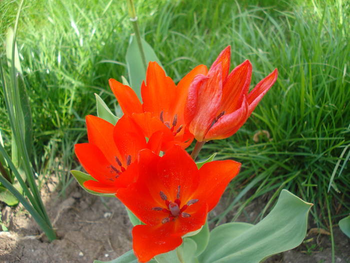 Tulipa Praestans Fusilier (2009, April 17)