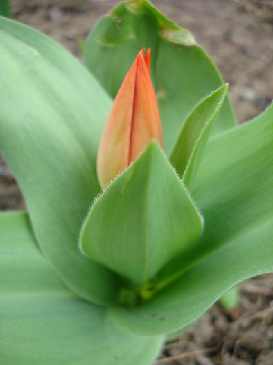Tulipa Praestans Fusilier (2010, April 05)